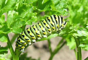 Chenille du papillon du céleri (Papilio polyxenes)